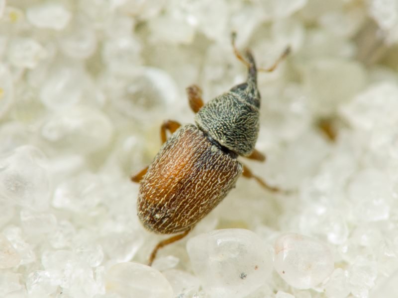 Mecinus pascuorum (Gyllenhal, 1813)